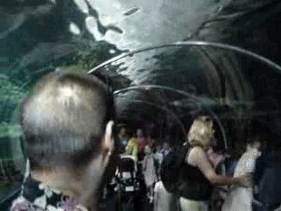 L'aquarium