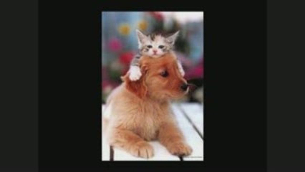 Des Amis pour la Vie