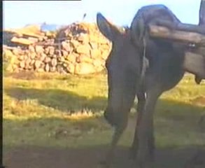 nışantaş ve yayladan görüntüler: kamera; mehmet korkmaz