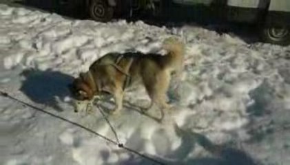 départ avec les chiens