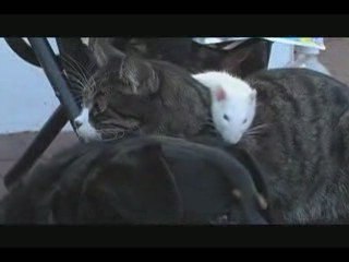 Le chat, le chien et le rat = des amis