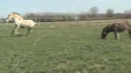 UNNY FLOWER DU BLIN 9 mois au galop