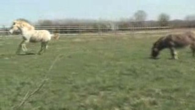 UNNY FLOWER DU BLIN 9 mois au galop