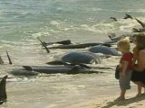 Whales and dolphins die on an Australian beach