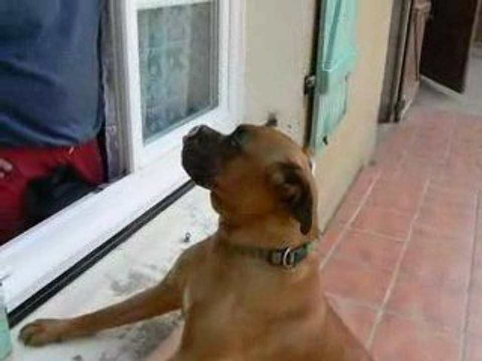 chien marrant