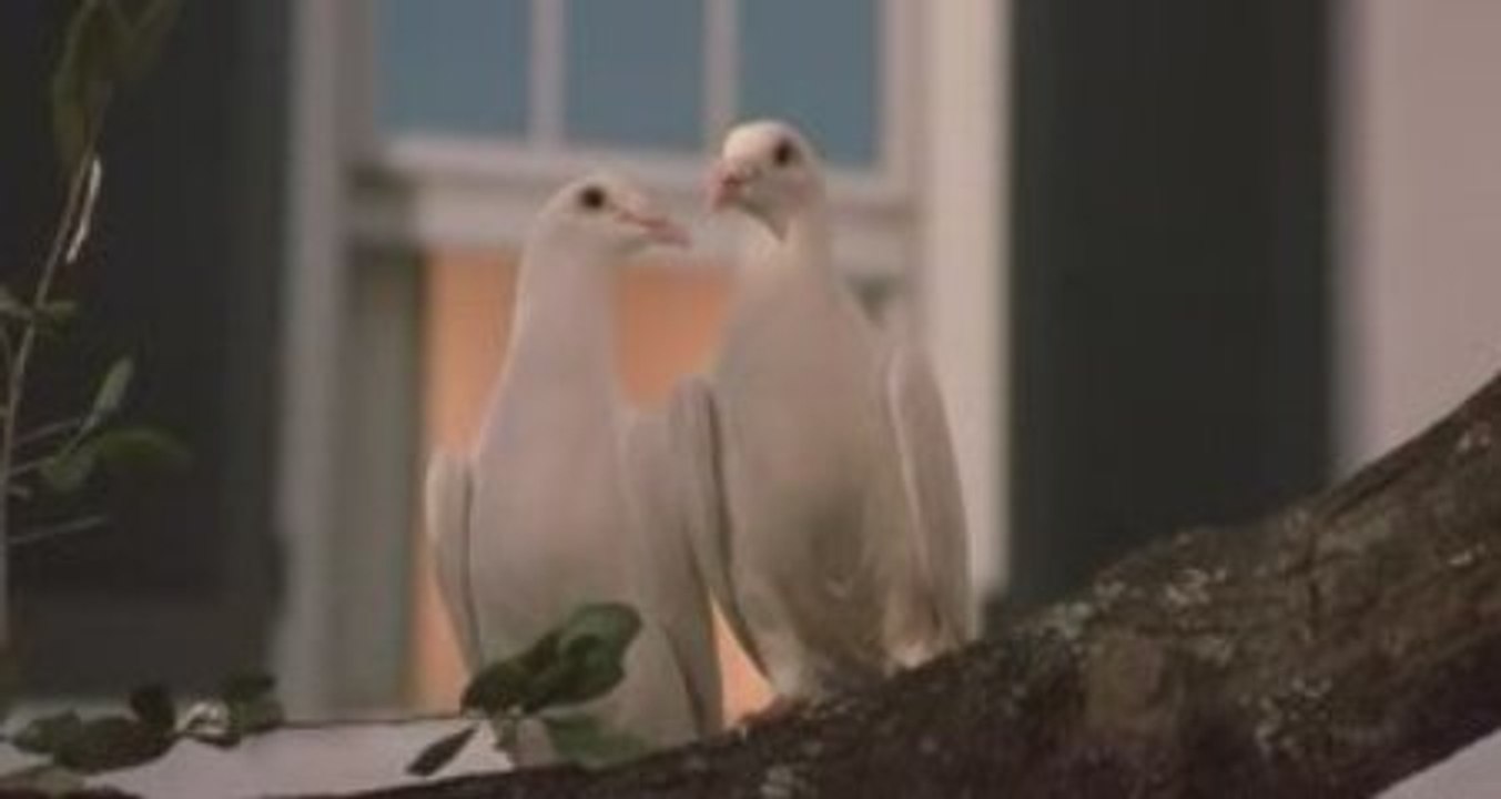 C'est la Merguez ou les Poichiches?