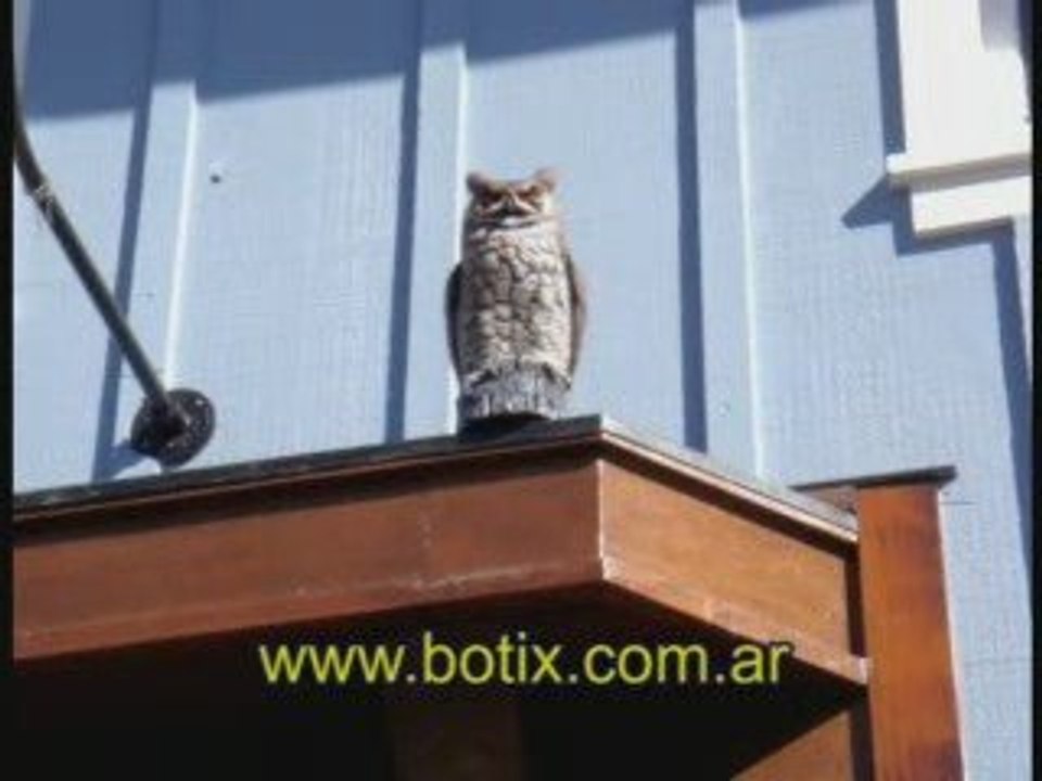 http://www.botix.com.ar control aves buho plastico