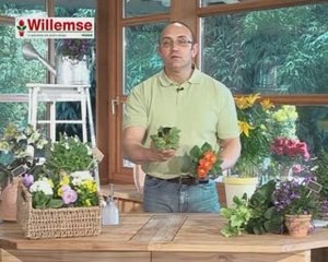 Planter des plantes vivaces