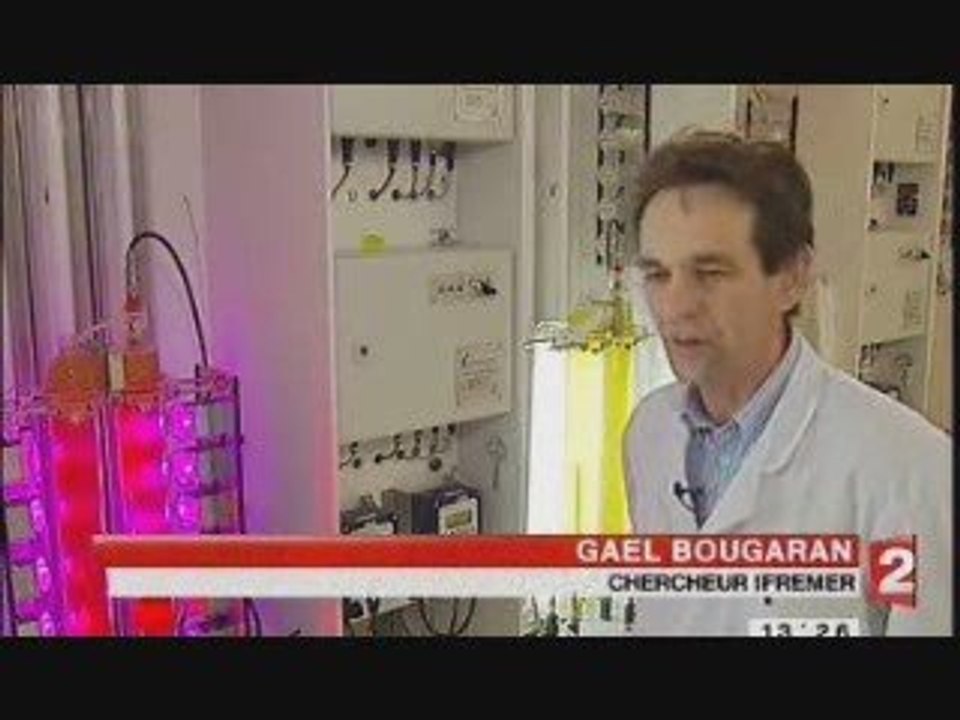 Algue carburant: pas au point