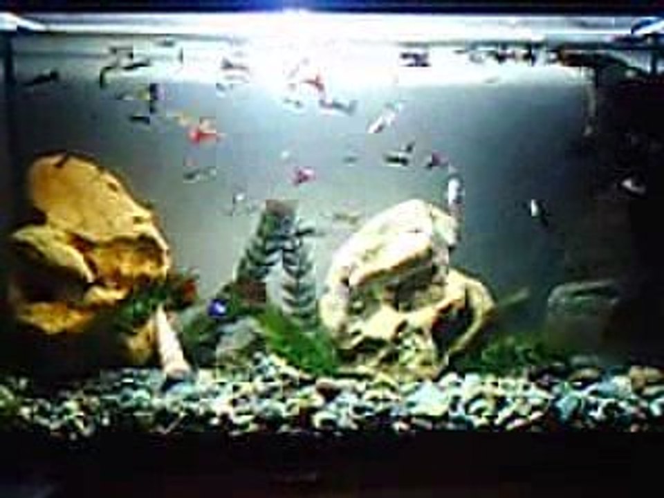 lepistes kılıç akvaryumu