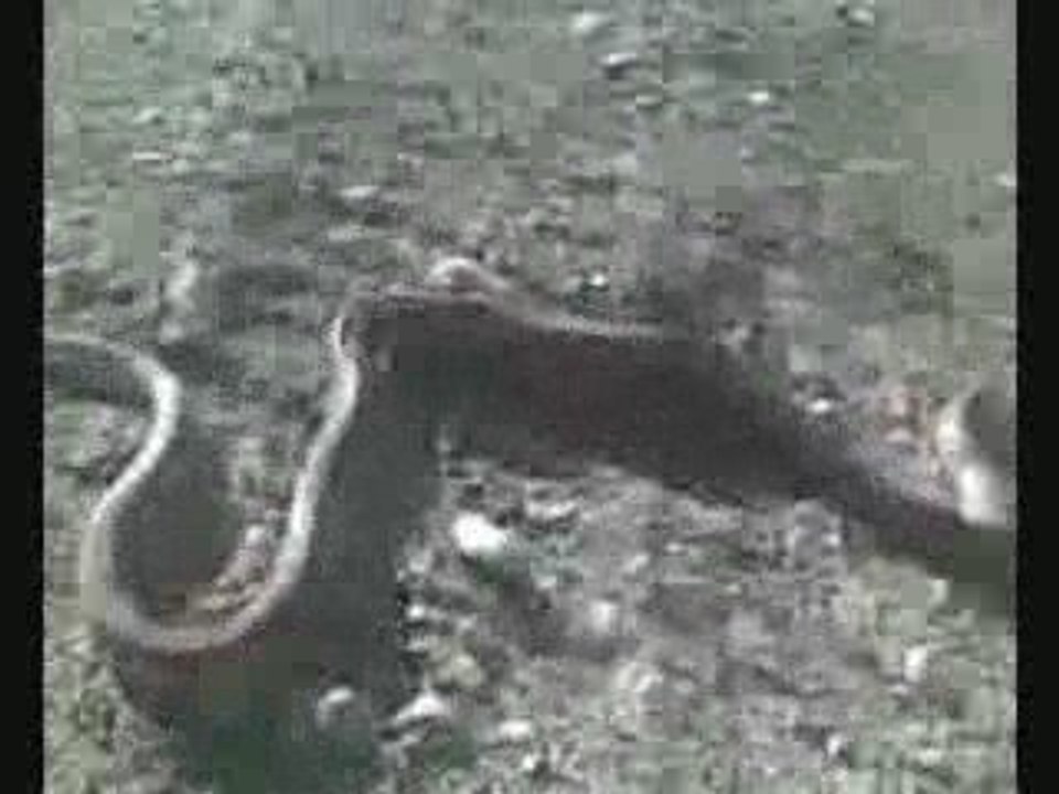 VH