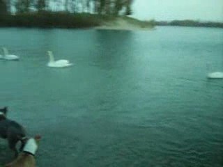 DIXIE TCHIKA RENCONTRE AVEC DES CIGNES