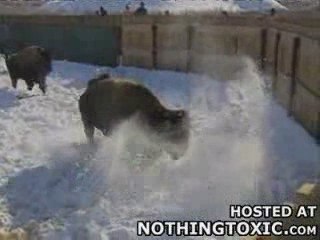 Man Attacked by Angry Bison