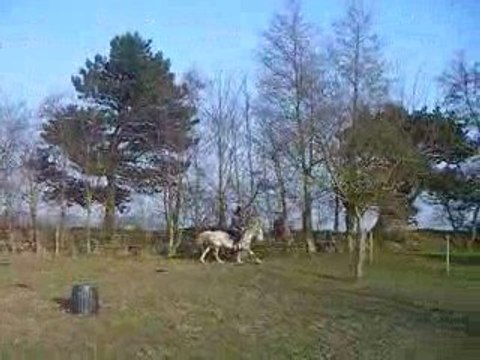 Mario 21/03/09 monté galop licol