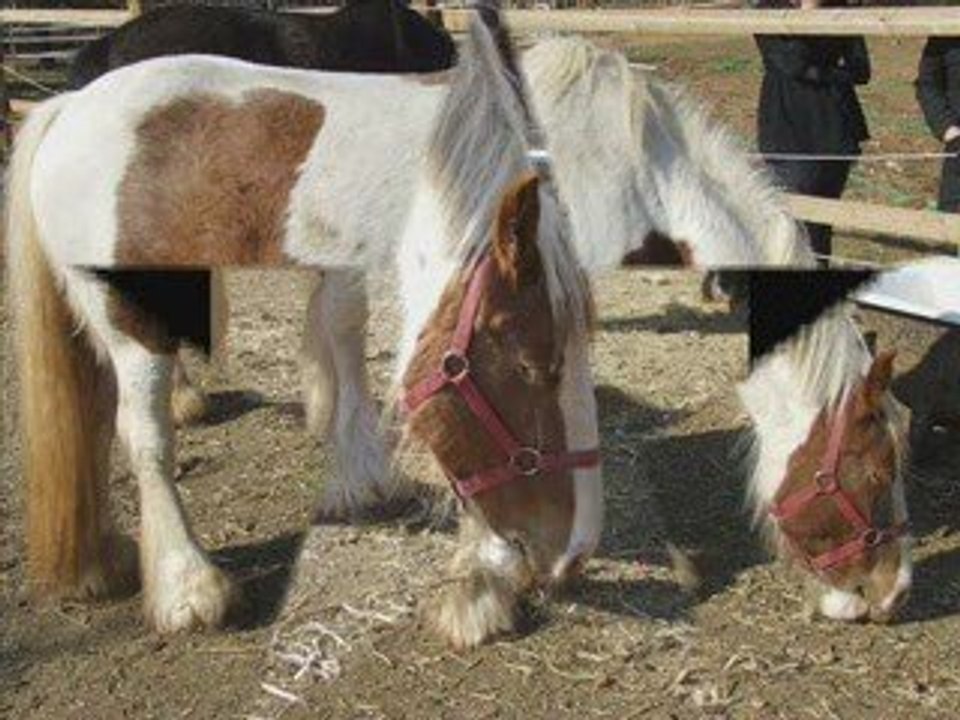 Irish cob de la Loubatiere