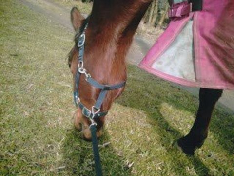 Eux pour tjr ( vidéo elodie )