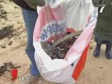 Environnement : Nettoyage des plages de Pornic