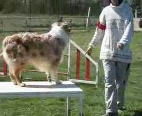 AGILITY MAYBE 2. DEGRE AUCH  09 betbeder +gayraud 048(1)