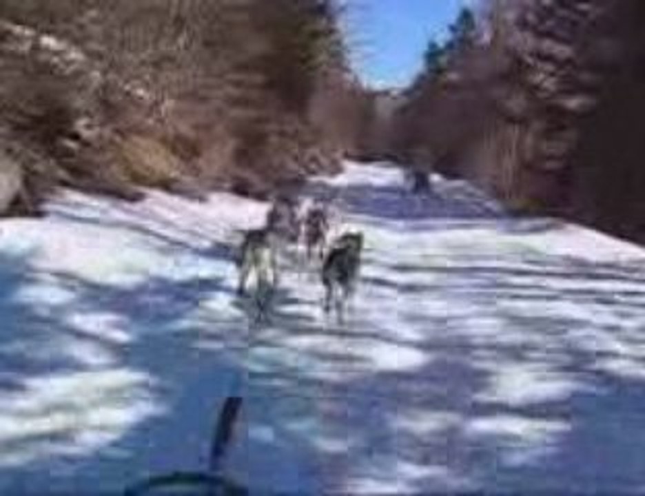 Sled dog Pyrenées Jean Philippe Pontier Mars 2009