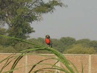 Avistamiento en la UNP-Universidad Nacional de Piura