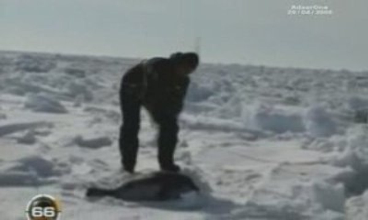 Massacres de phoques au Canada