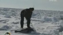 Massacres de phoques au Canada
