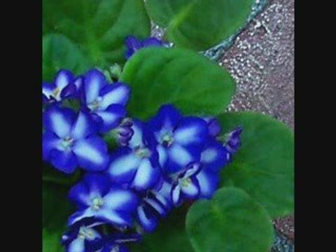 The Penalty Of Love-Elmer Feldkamp