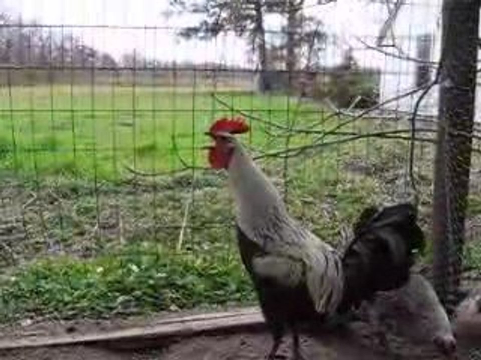 le coq reveil matin