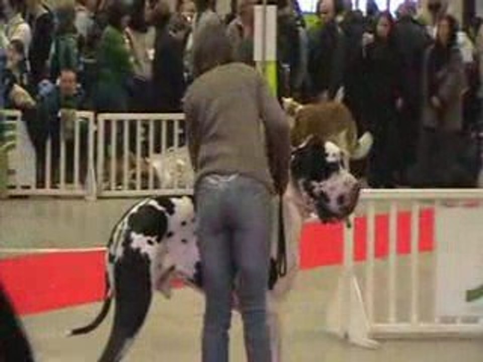 Expos canine du 10 01 09 a Vincennes