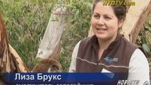 Симпатичные австралийские коалы