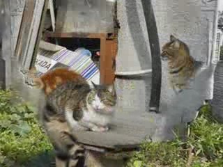 Chats d'Istanbul