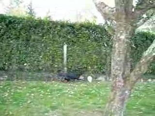 Epona et le ballon de baudruche