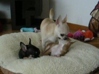 Anaïs et Zoé le 24 mars 2009 DSCN0330