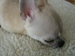 Anaïs et Zoé le 24 mars 2009 DSCN0332