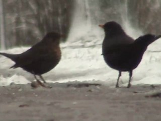 Kołobrzeska impresja zimowa wg J.S Bacha