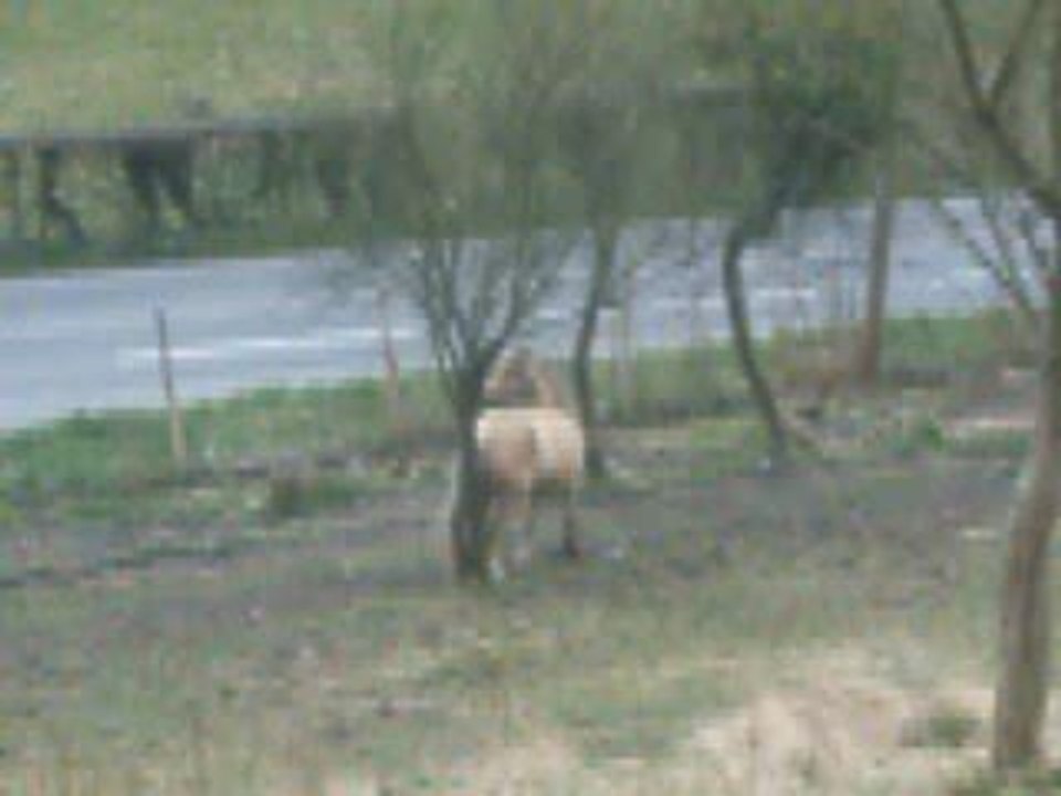 Video 1