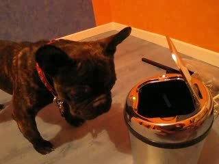 Igor et la poubelle automatique