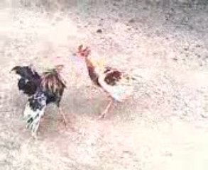 combat de coq