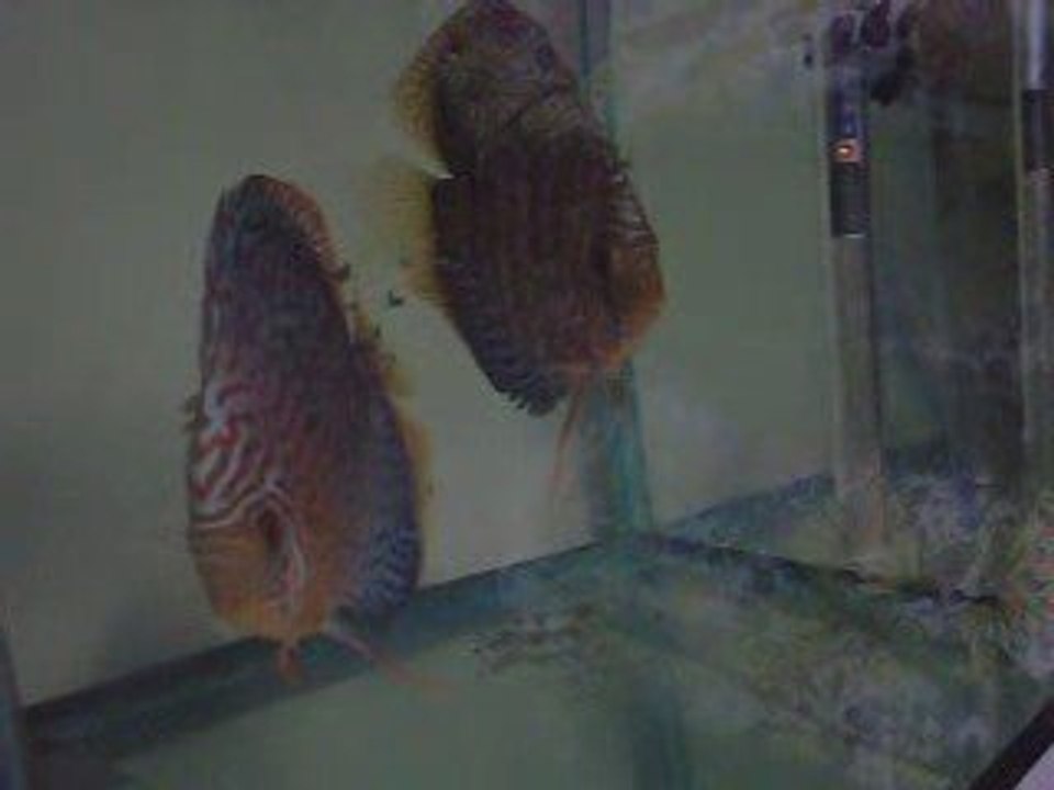 Leopard Red dragon yavrular