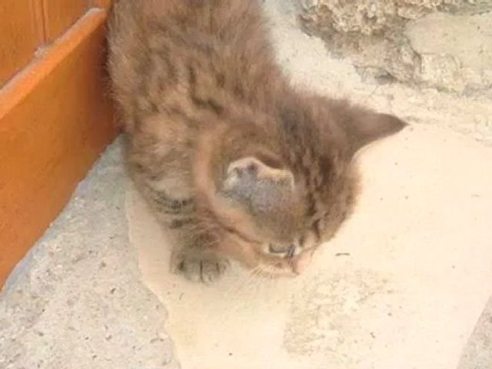 chatons mignons
