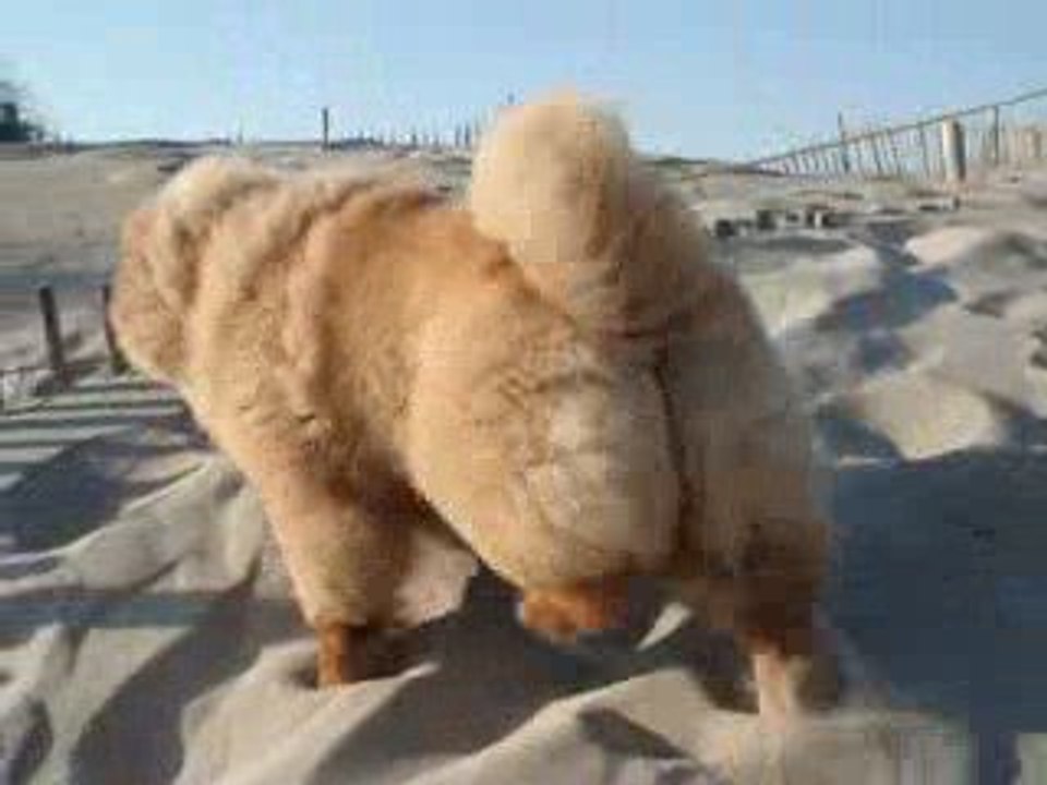 douchka a la plage 15 mars 2009