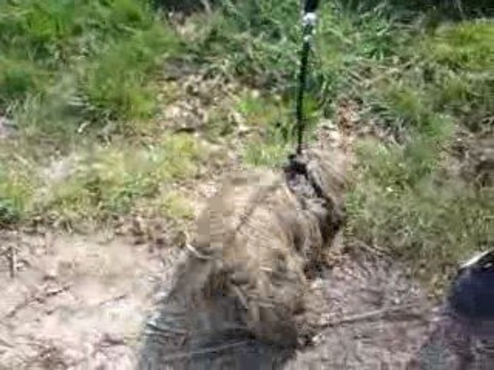 Dolly se gratte le ventre