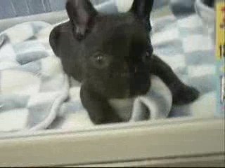 ユウの爪きりにショップへ