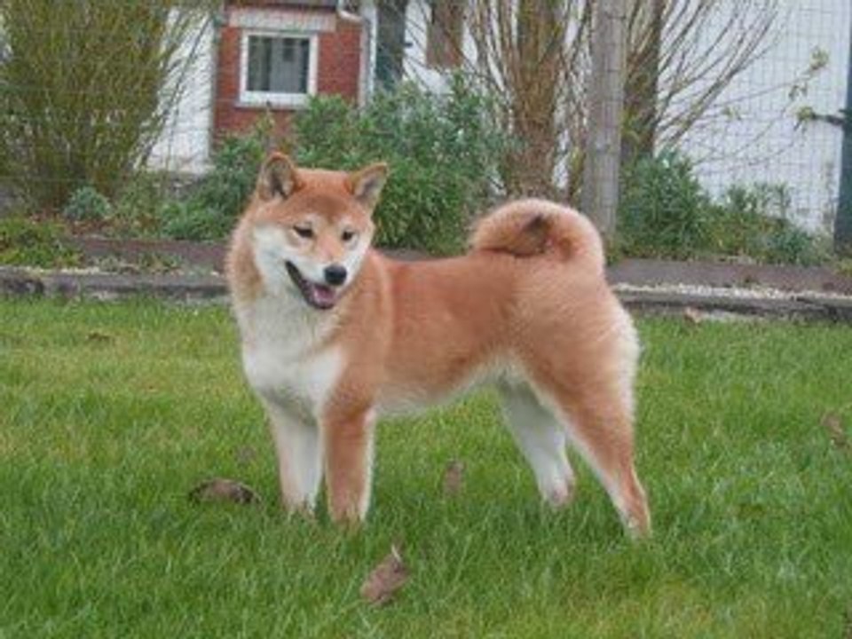 Shiba NatsuHime