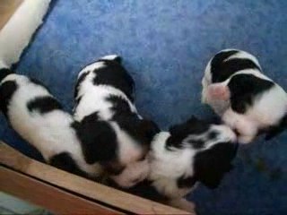 Chiots d'Adéna le 25 mars 2009