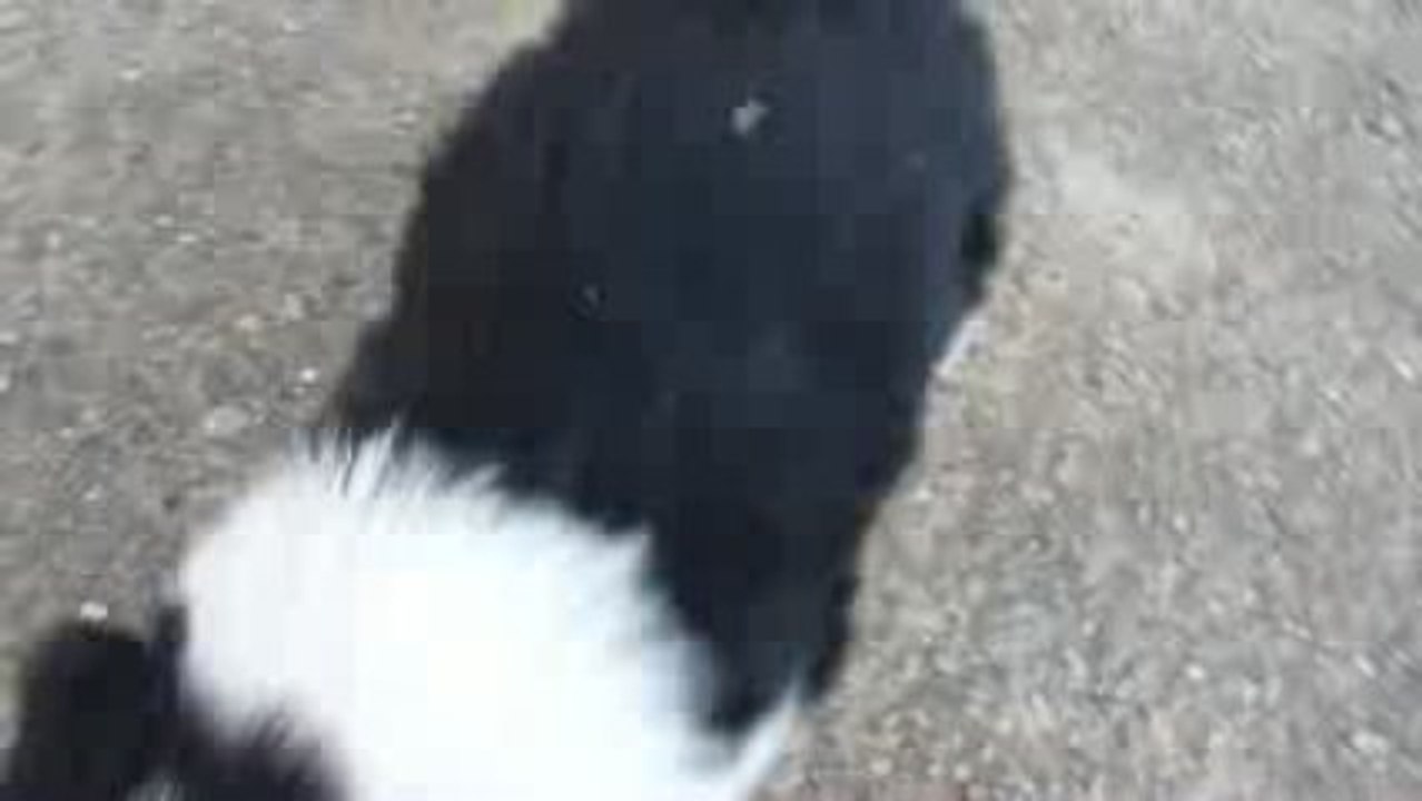 chiots males