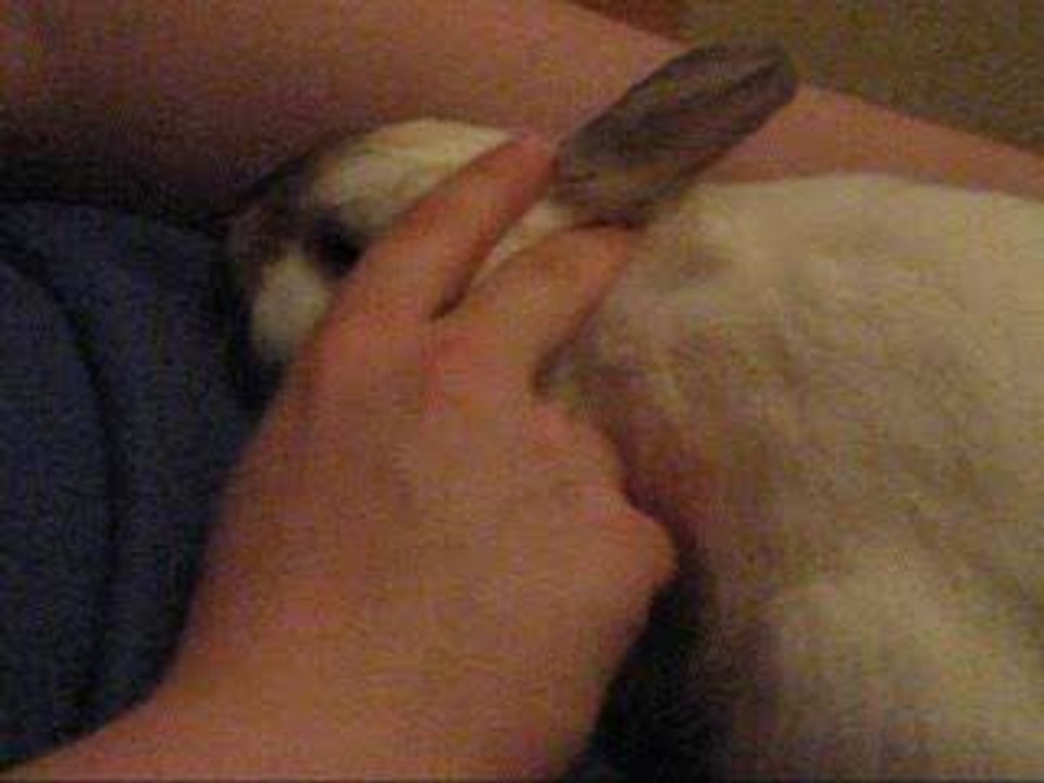 Kuscheln mit Eyck