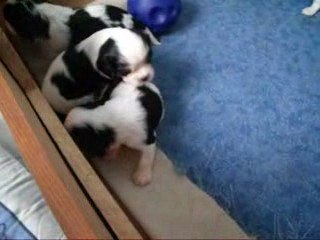 Chiots d'Adéna le 25 mars 2009