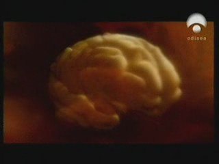 Memoria y receptores NMDA (Glutamato)