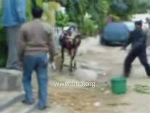 Uçan İnek - Komedi Süper